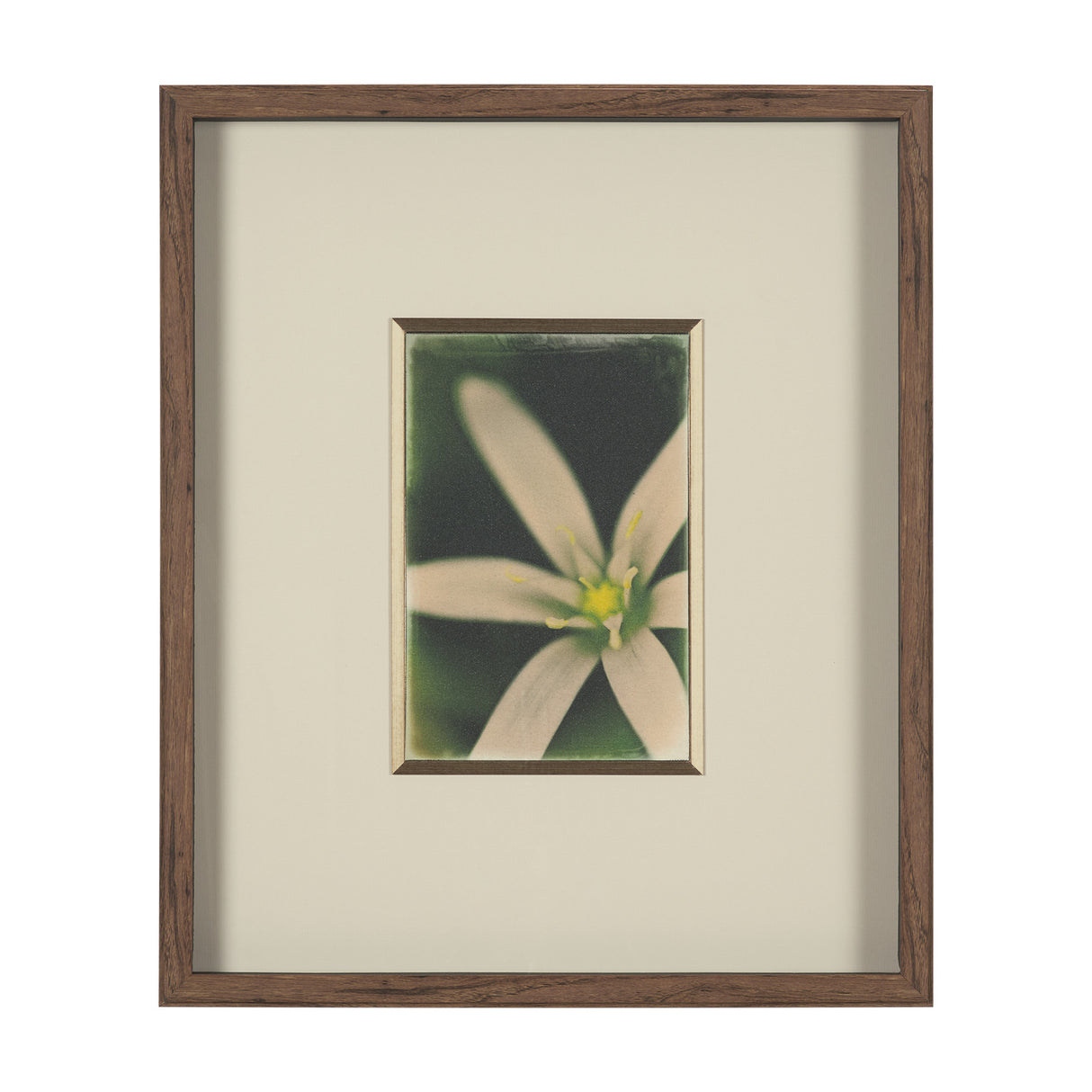 Floral Finesse by Michael Banks a Hand Embellished Framed Photo Art Print Matted under Glass from Mercana - Luna Furniture