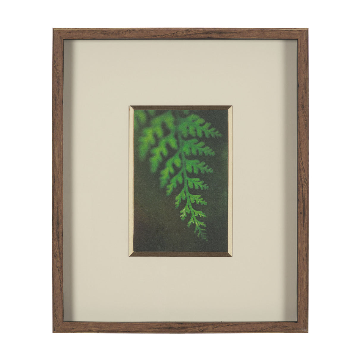 Leaf Charm by Michael Banks a Hand Embellished Framed Photo Art Print Matted under Glass from Mercana - Luna Furniture