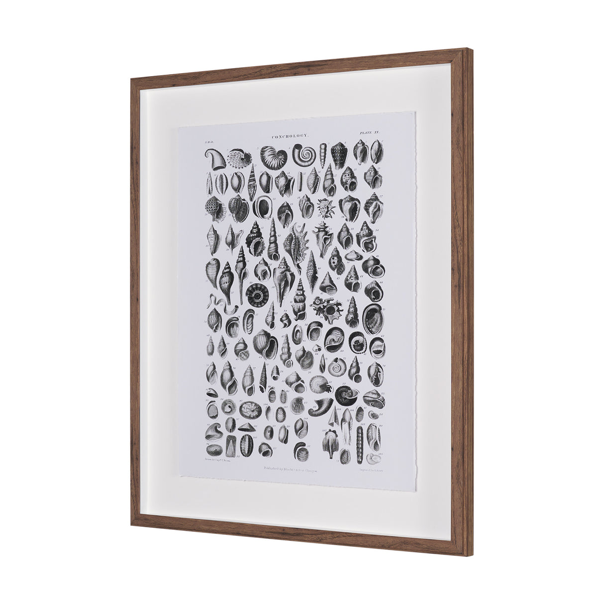 Sealife III by Oliver Goldsmith a Hand Embellished Framed Art Print Matted under Glass from Mercana - Luna Furniture