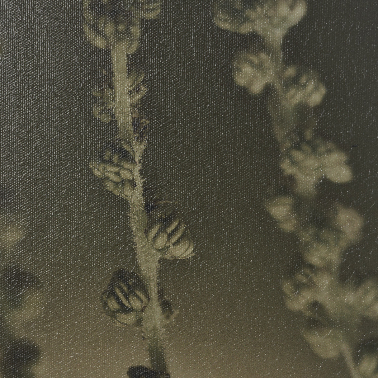Hanging Delight by Michael Banks a Hand Embellished Framed Photo Art Print Matted under Glass from Mercana - Luna Furniture