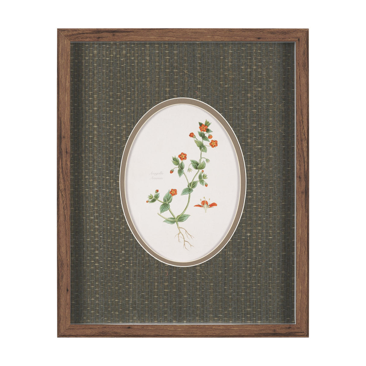 Anagallis Arvensis Flowers by Pierre Joseph Redoute a Hand Embellished Framed Print under Glass from Mercana - Luna Furniture