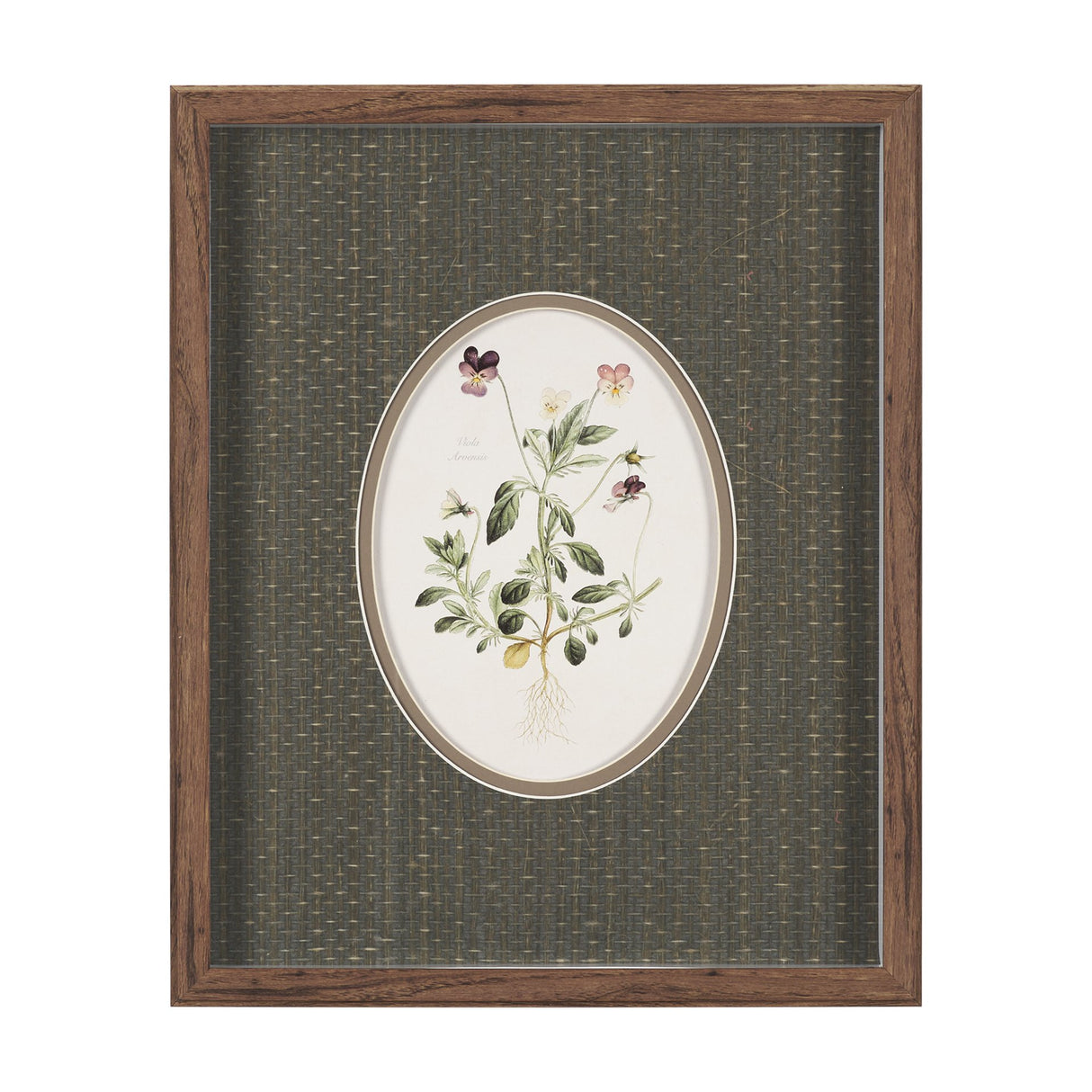 Viola Arvensis Flowers by Pierre Joseph Redoute a Hand Embellished Framed Print under Glass from Mercana - Luna Furniture