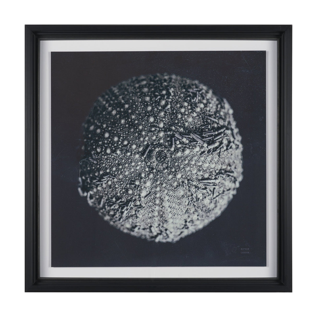 Urchin Still Life II by Nathan Larson a Hand Embellished Framed Photo Art Print Matted under Glass from Mercana - Luna Furniture