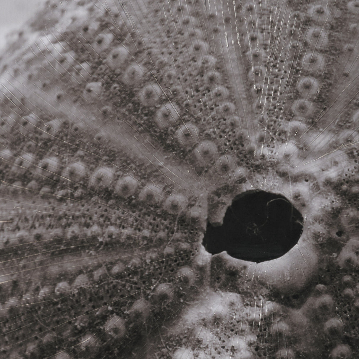 Urchins in Lace I by Deborah Revell a Hand Embellished Framed Print under Glass from Mercana - Luna Furniture