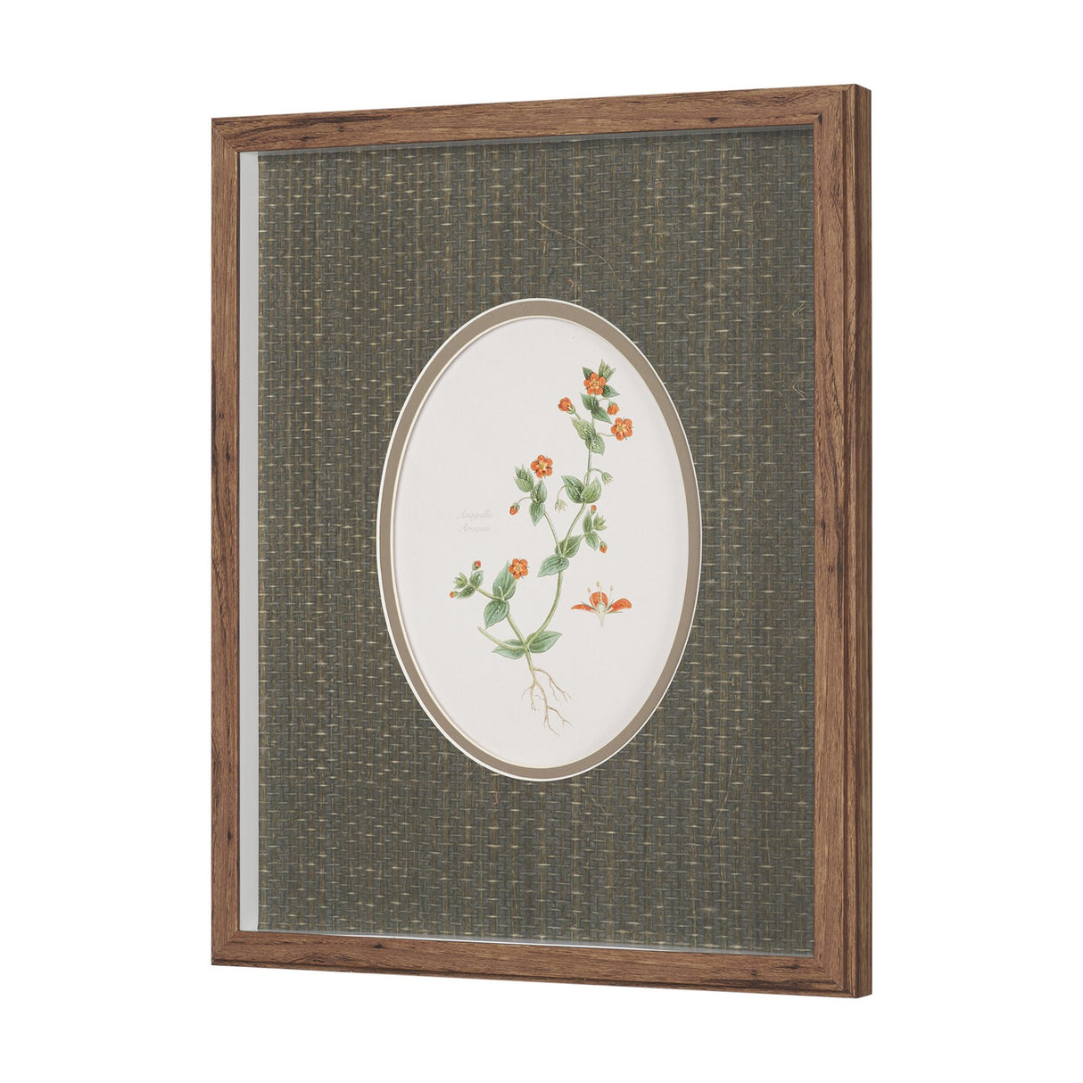 Anagallis Arvensis Flowers by Pierre Joseph Redoute a Hand Embellished Framed Print under Glass from Mercana - Luna Furniture