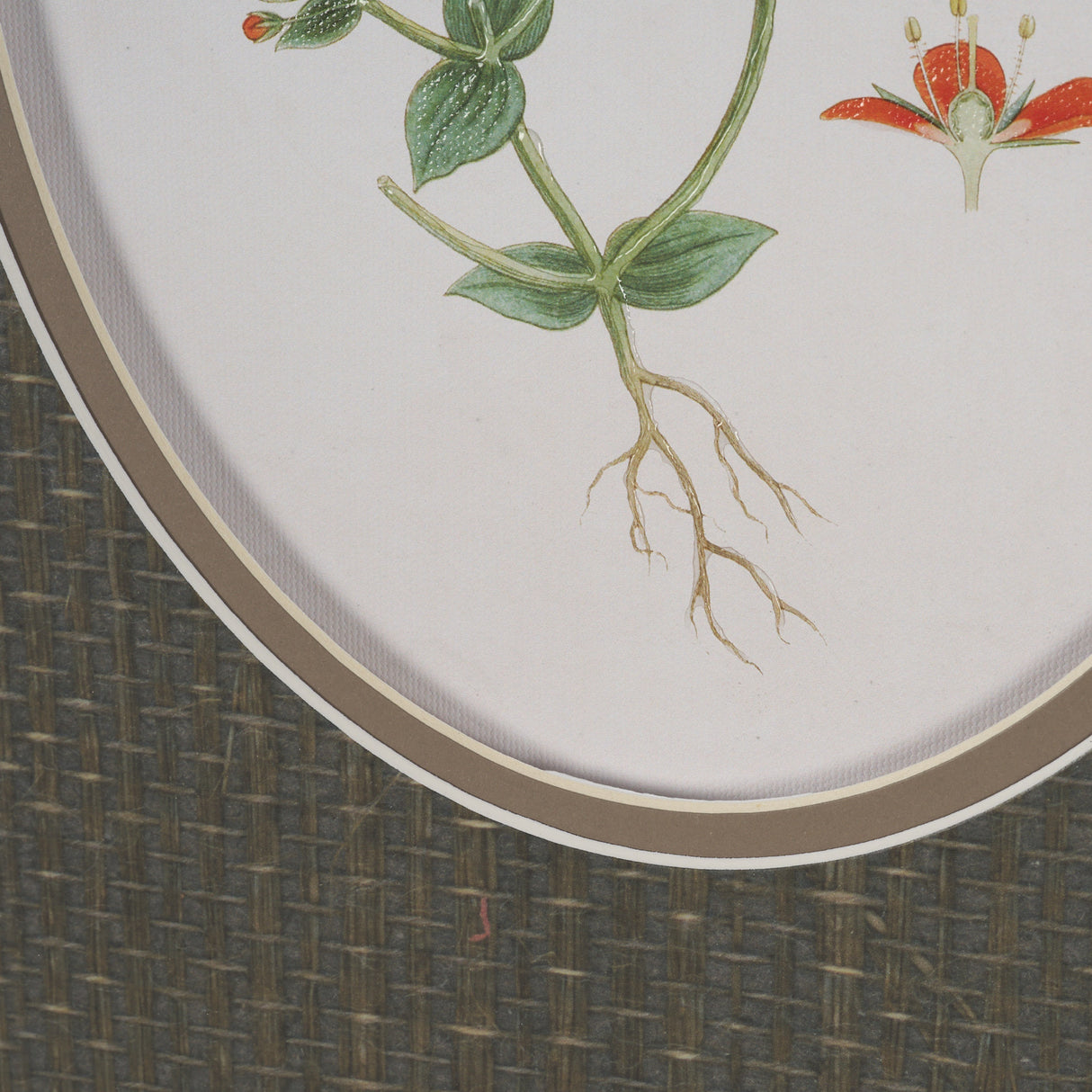 Anagallis Arvensis Flowers by Pierre Joseph Redoute a Hand Embellished Framed Print under Glass from Mercana - Luna Furniture
