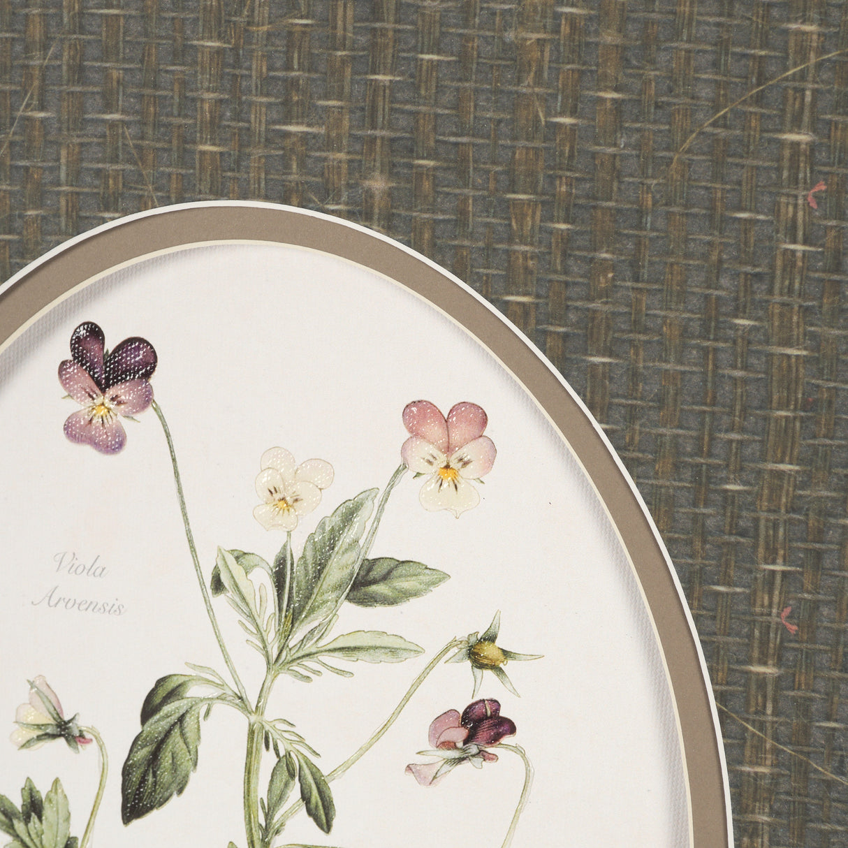 Viola Arvensis Flowers by Pierre Joseph Redoute a Hand Embellished Framed Print under Glass from Mercana - Luna Furniture