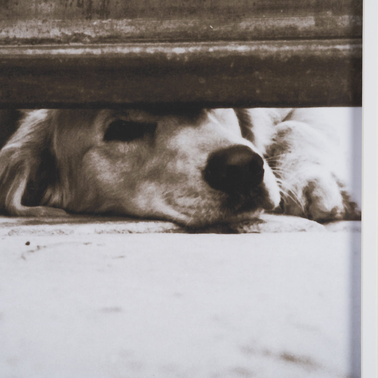 We See You Dogs by Jim Dratfield Framed Photo Print under Glass from Mercana - Luna Furniture