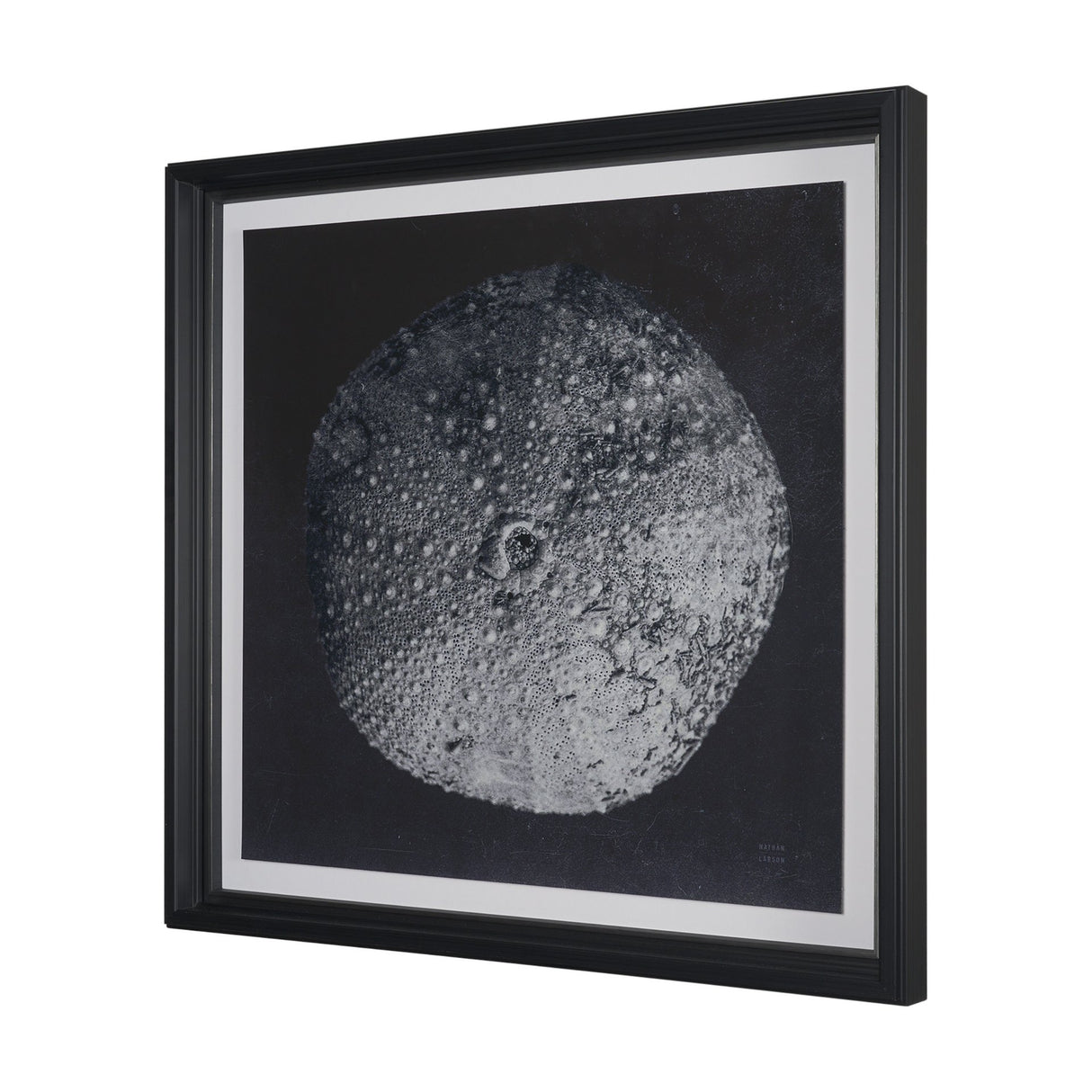 Urchin Still Life III by Nathan Larson a Hand Embellished Framed Photo Art Print Matted under Glass from Mercana - Luna Furniture