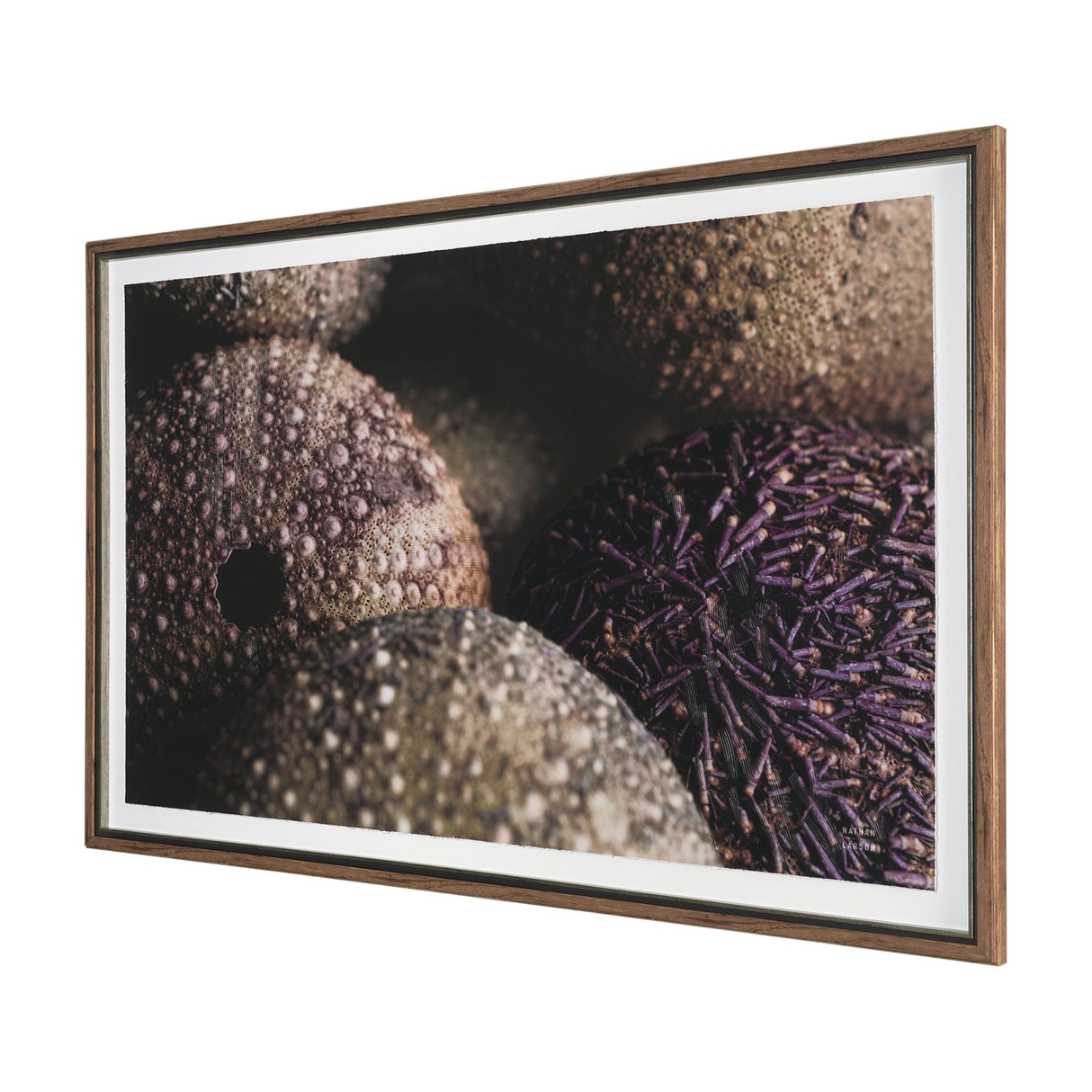 Purple Sea Urchins by Nathan Larson a Hand Embellished Framed Photo Art Print Matted under Glass from Mercana - Luna Furniture