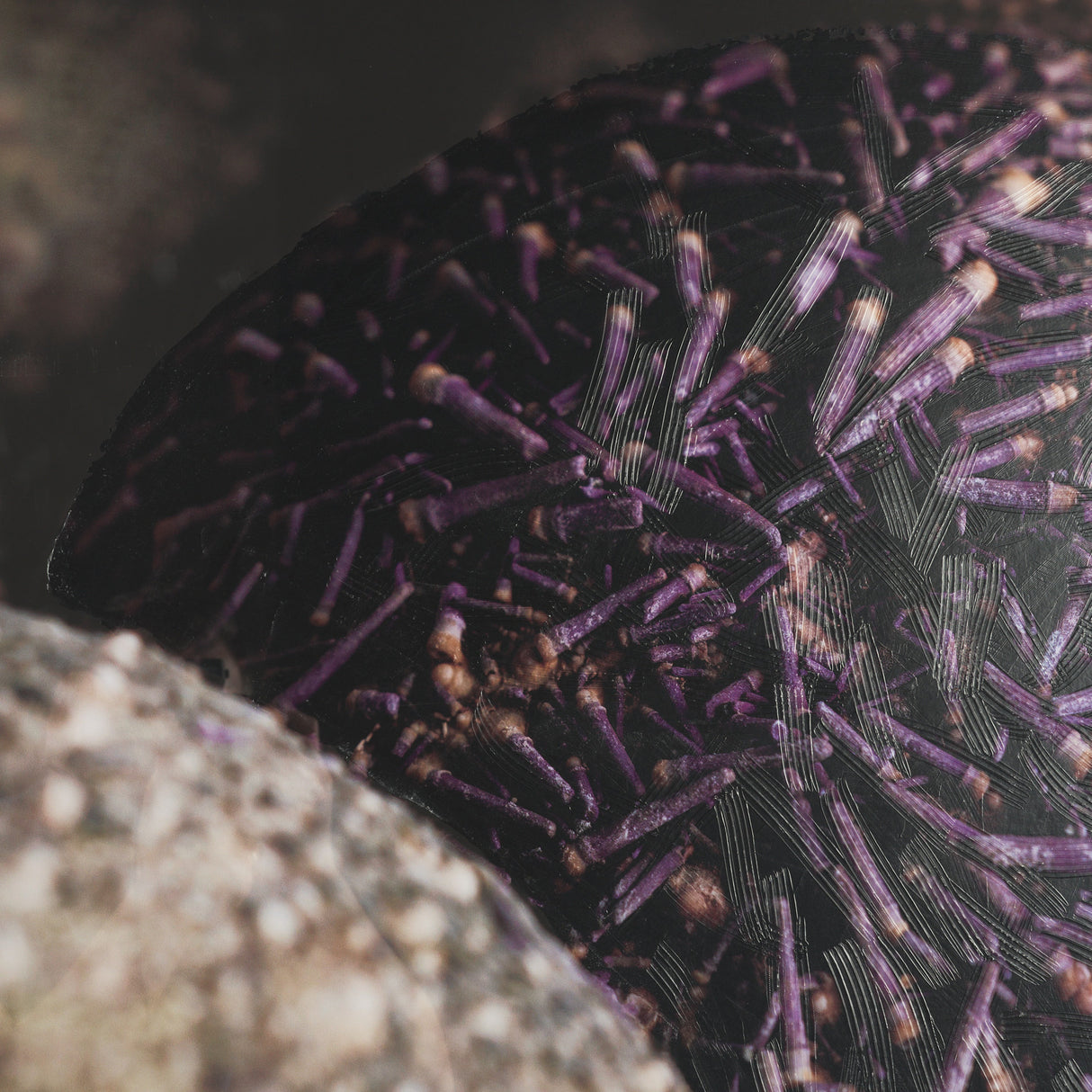 Purple Sea Urchins by Nathan Larson a Hand Embellished Framed Photo Art Print Matted under Glass from Mercana - Luna Furniture
