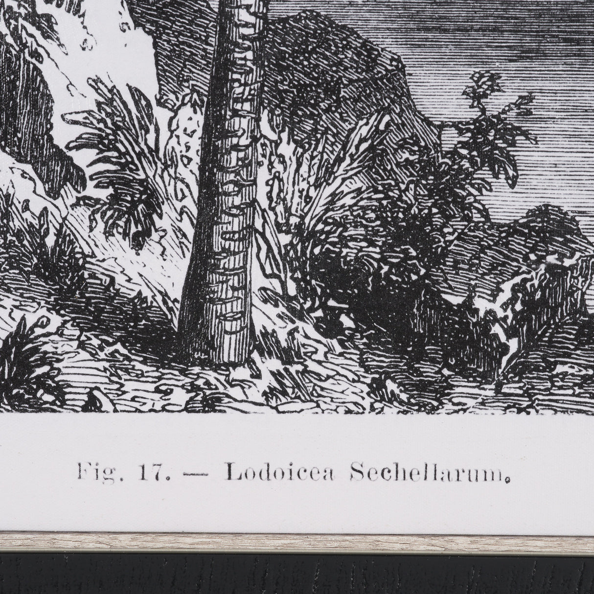Vintage Palm Tree Drawing I by Les Palmiers Histoire Embellished Textured Framed Canvas from Mercana - Luna Furniture