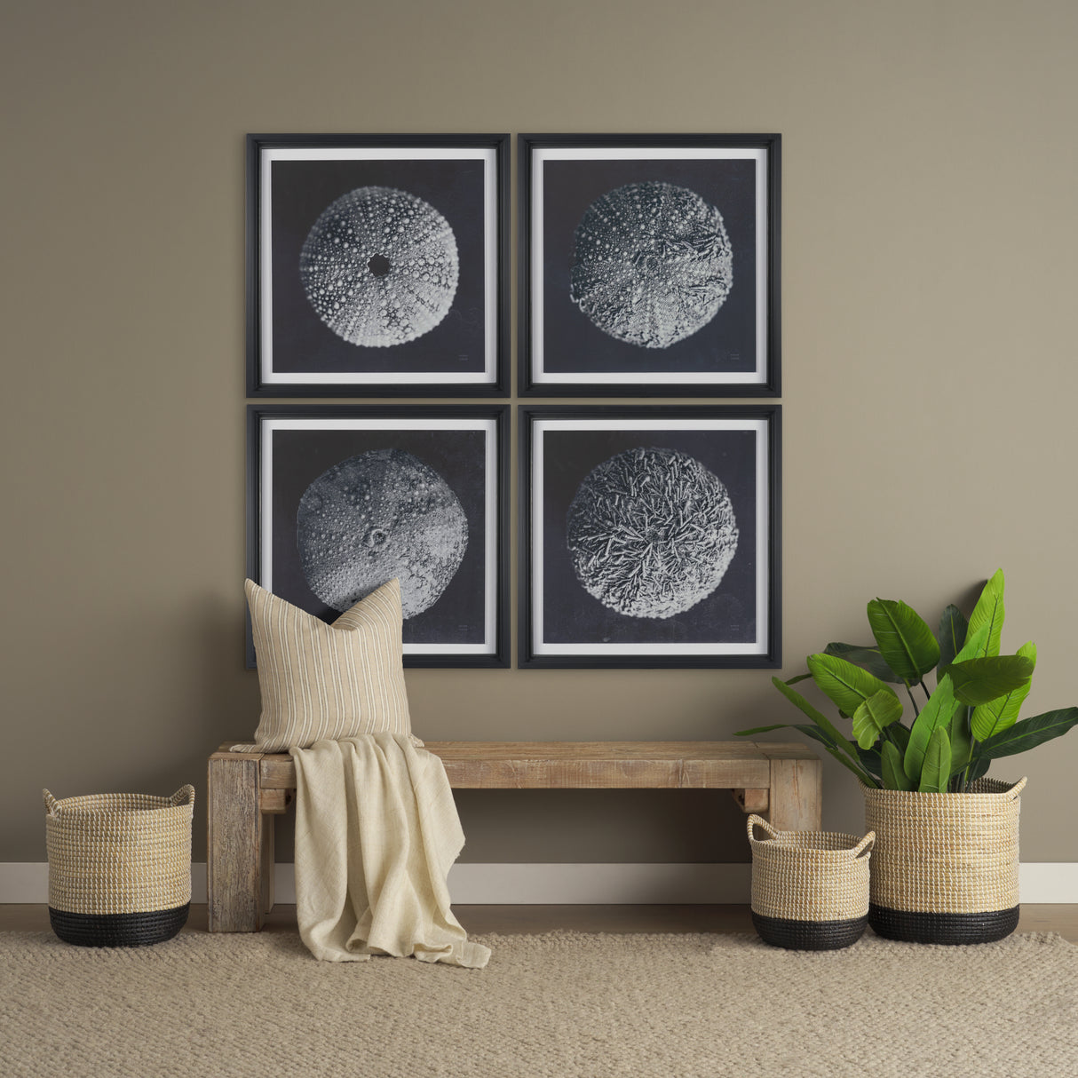 Urchin Still Life IV by Nathan Larson a Hand Embellished Framed Photo Art Print Matted under Glass from Mercana - Luna Furniture
