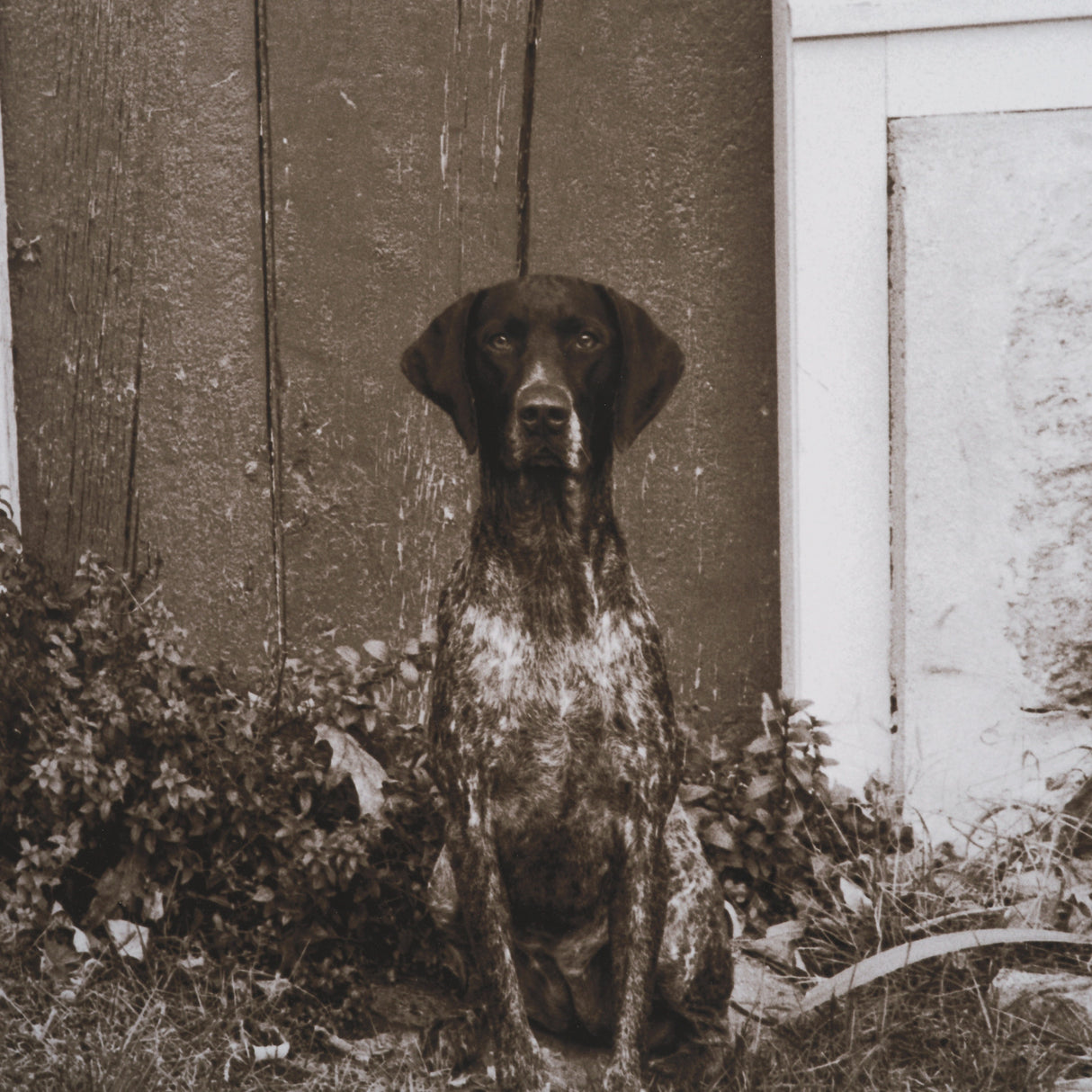 I am Home by Jim Dratfield a Framed Photo Print Matted Under Glass from Mercana - Luna Furniture