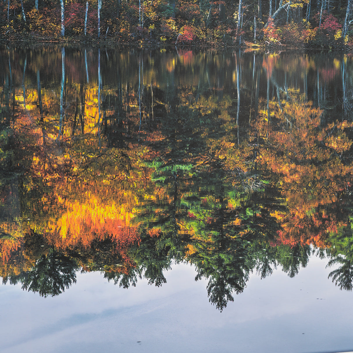 Fall Reflections by Dimitry Papkov Framed Art Print Matted under Glass from Mercana - Luna Furniture