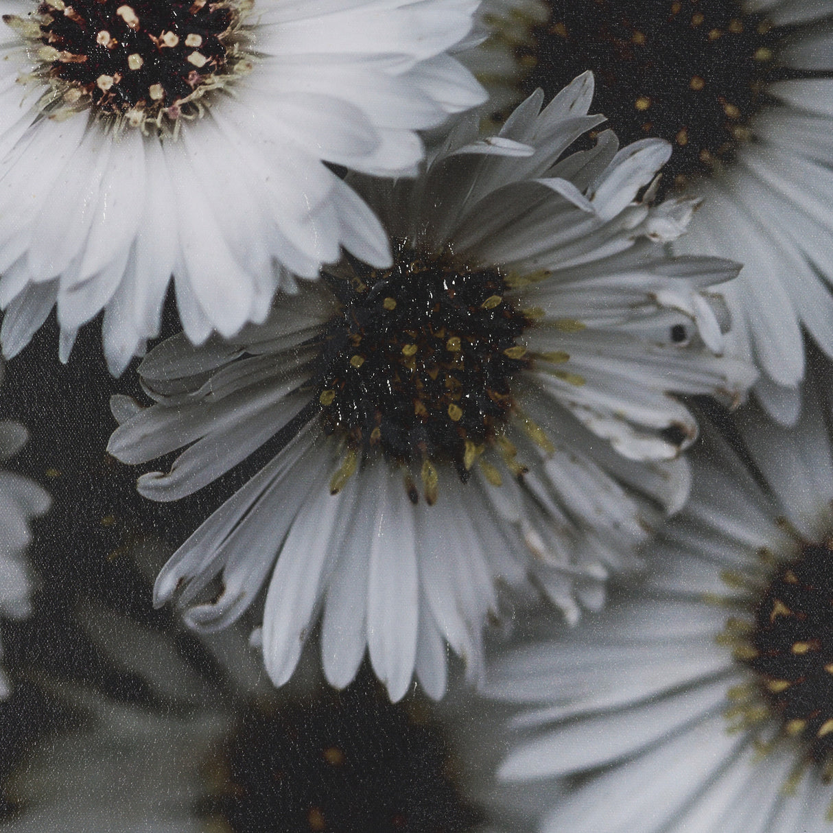 Tiny Flowers 3 by Mareike Bohmer Hand-Embellished Textured Framed Canvas Art Print from Mercana - Luna Furniture