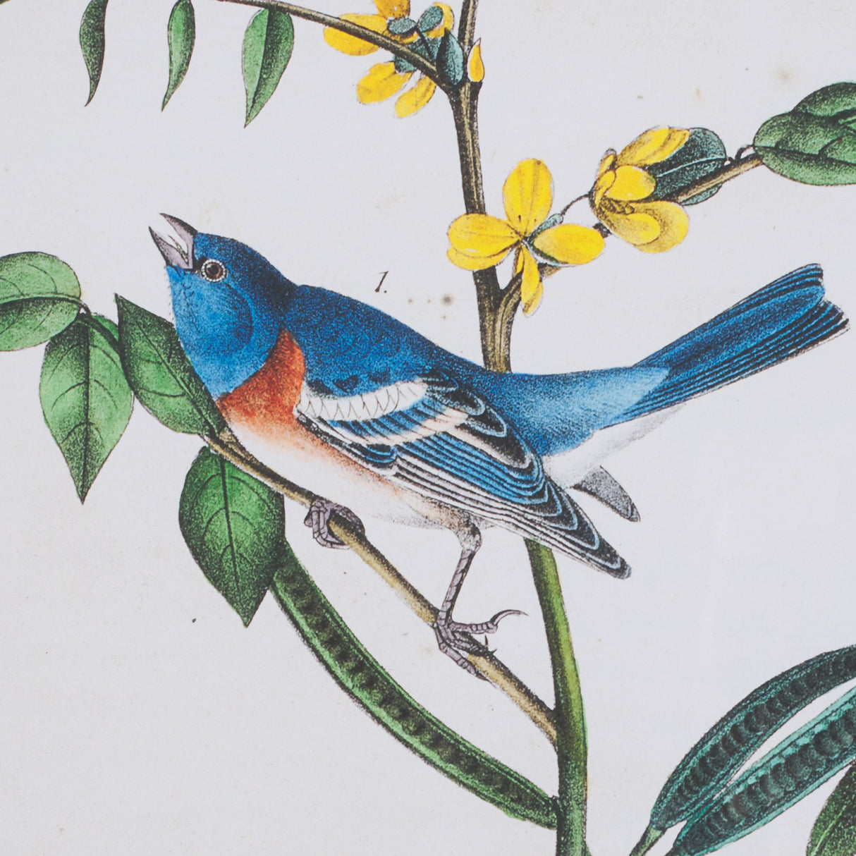 Delicate Bird and Botanical IV by John James Audubon a Framed Art Print Matted under Glass from Mercana - Luna Furniture