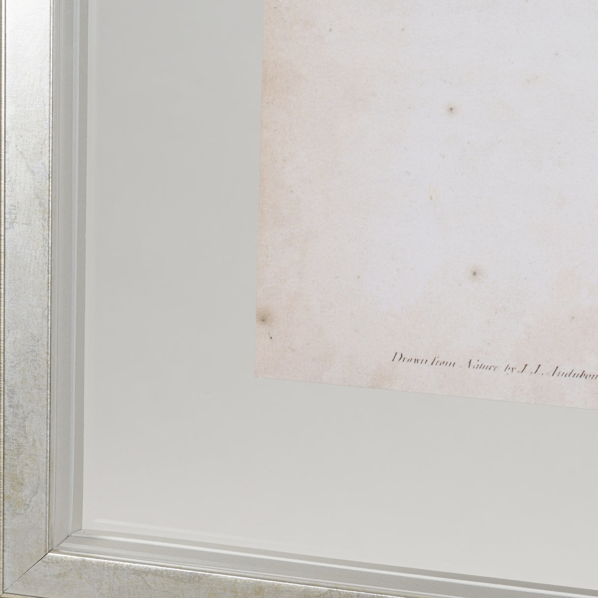 Summer Red Bird by John James Audubon a Framed Art Print Matted under Glass from Mercana - Luna Furniture
