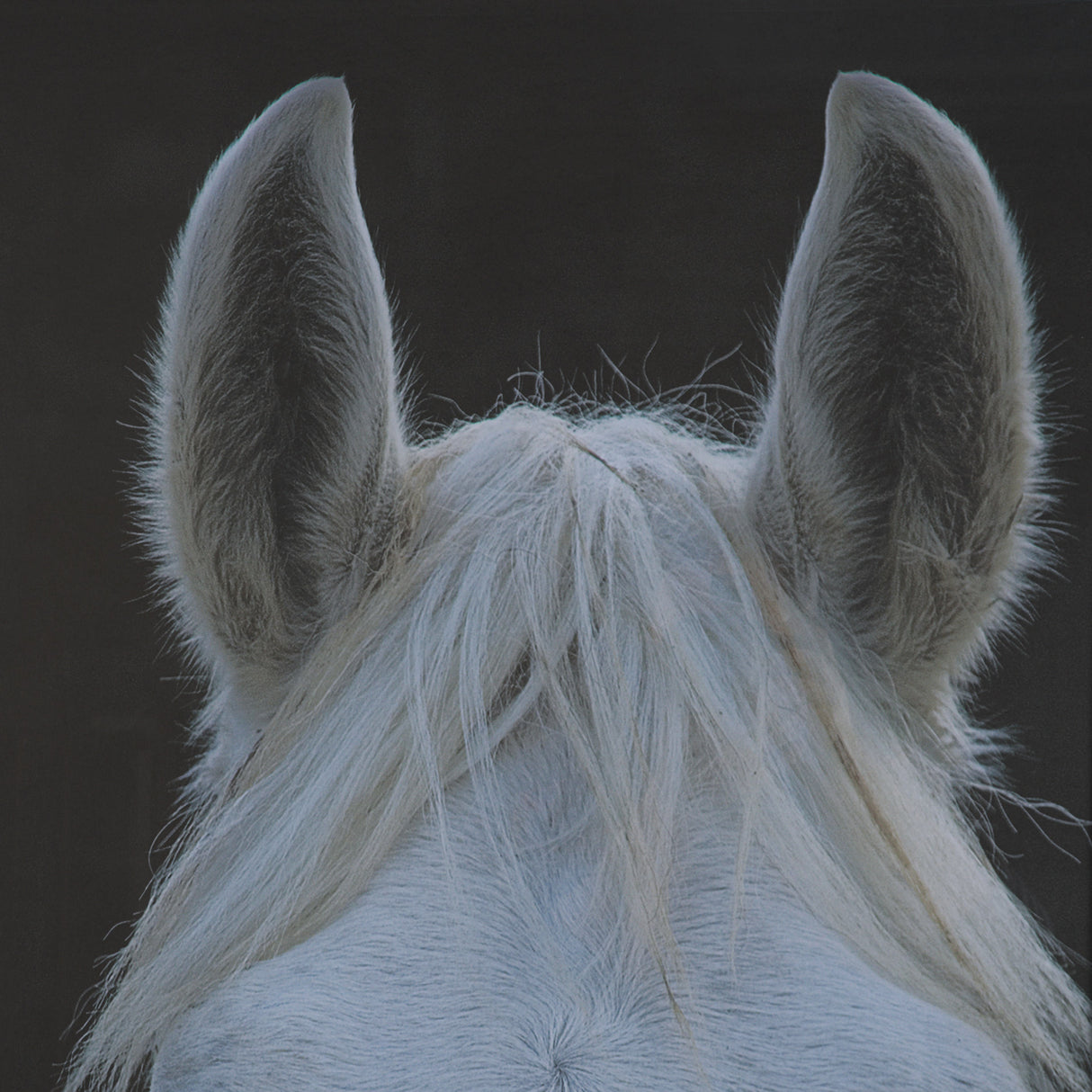 Look by Milan Malovrh FramedPhoto Print Matted under Glass from Mercana - Luna Furniture