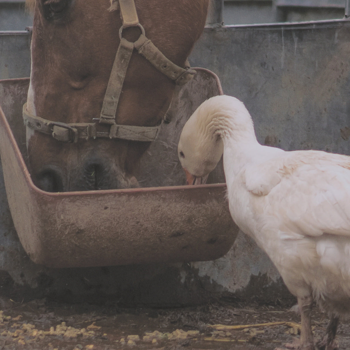 Sharing Lunch by Gert van den Bosch FramedPhoto Print Matted under Glass from Mercana - Luna Furniture