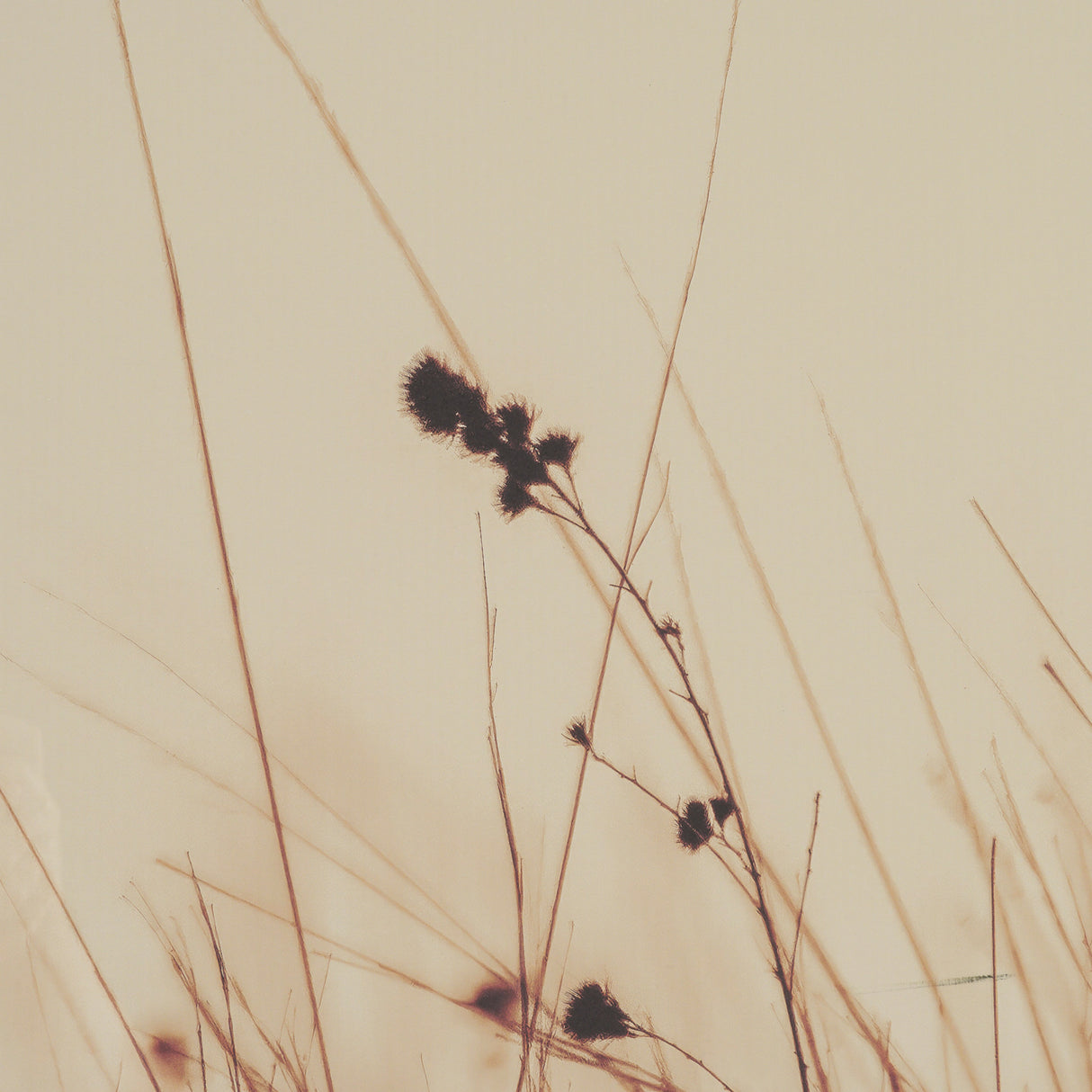 Meadowlark Call Antique by Nathan Larson FramedPhoto Matted under Glass from Mercana - Luna Furniture