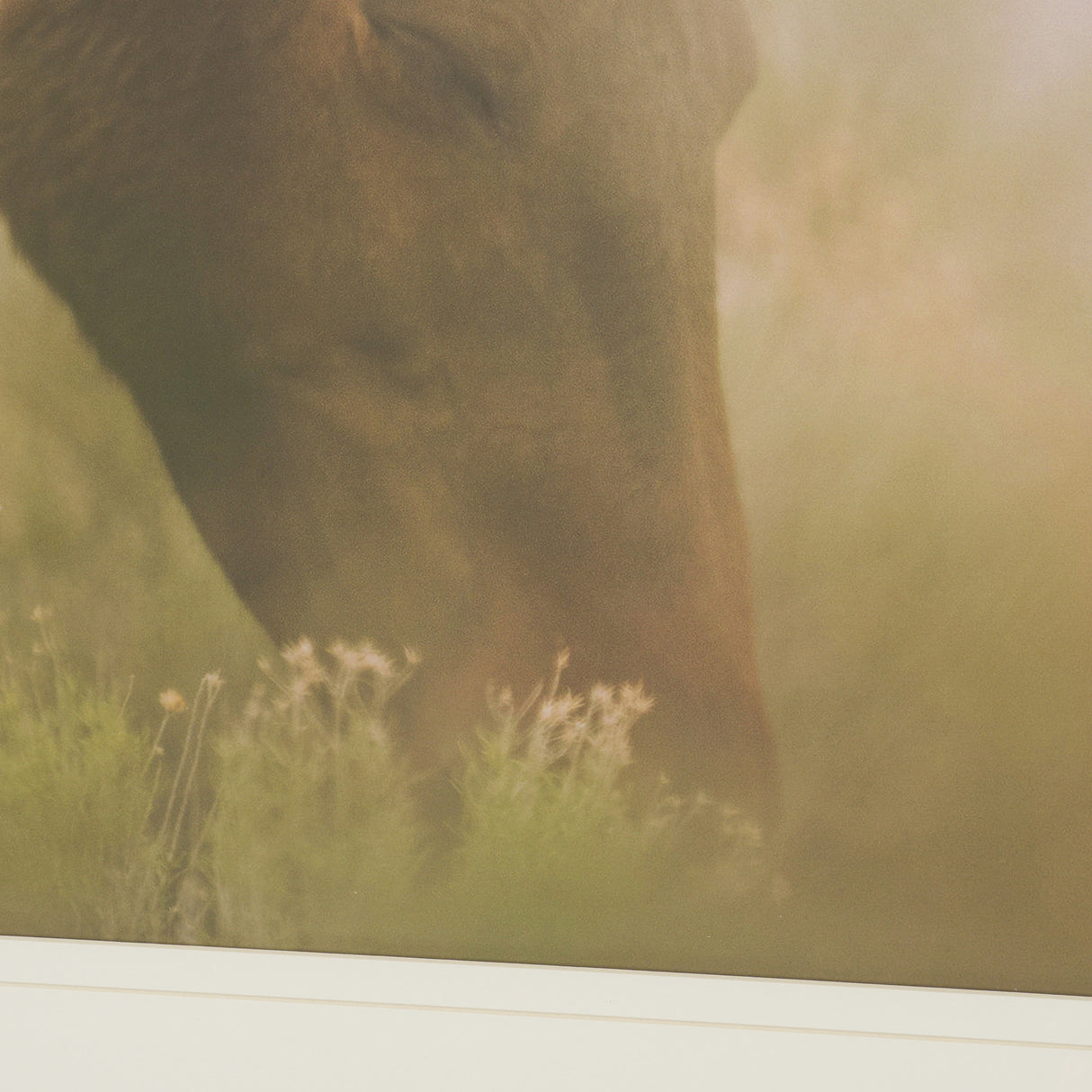 Magic by Chad Mackay FramedPhoto Print Matted under Glass from Mercana - Luna Furniture
