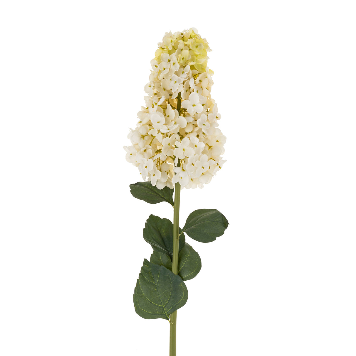 Hydrangea Paniculata Stem, Set of 12 from Mercana - Luna Furniture