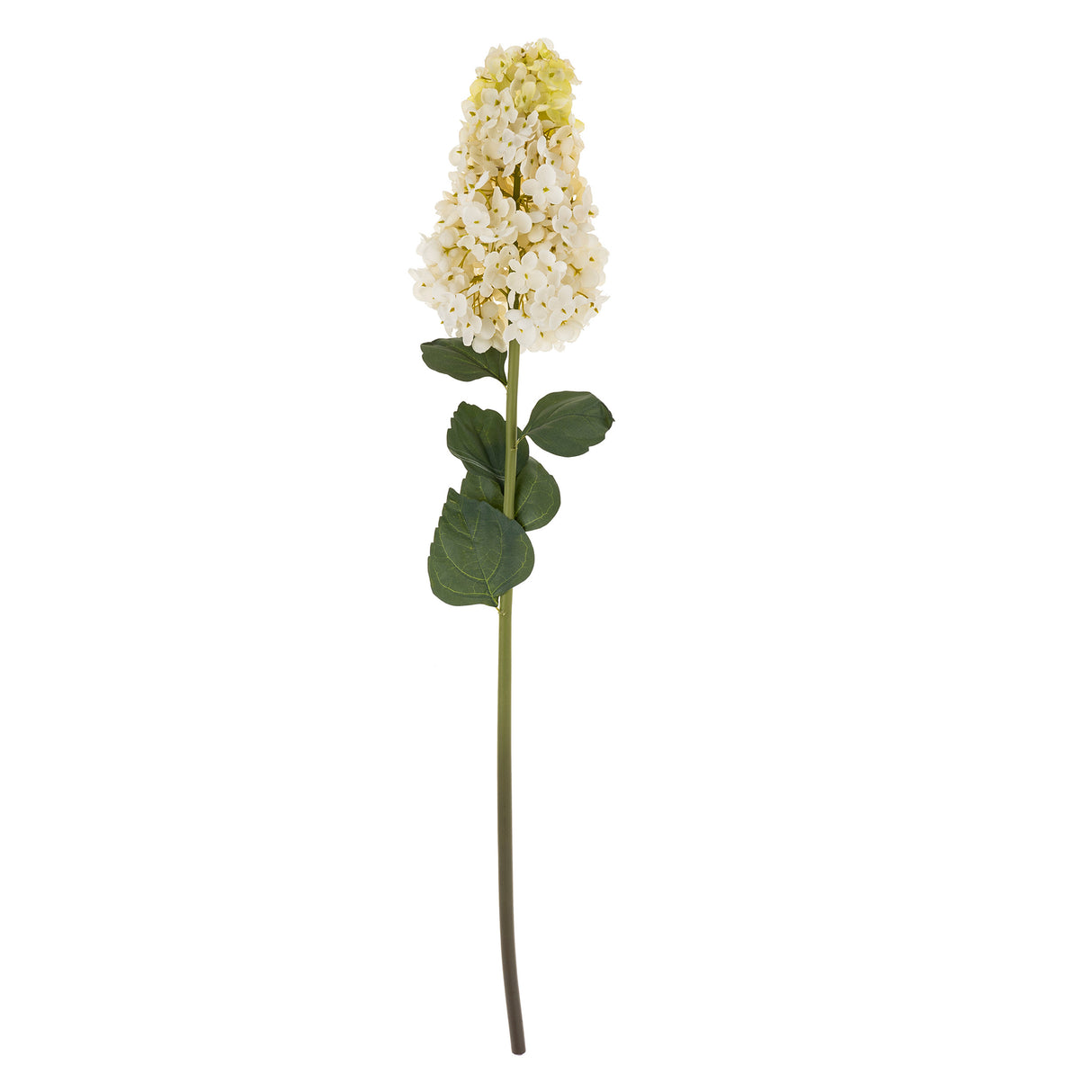 Hydrangea Paniculata Stem, Set of 12 from Mercana - Luna Furniture