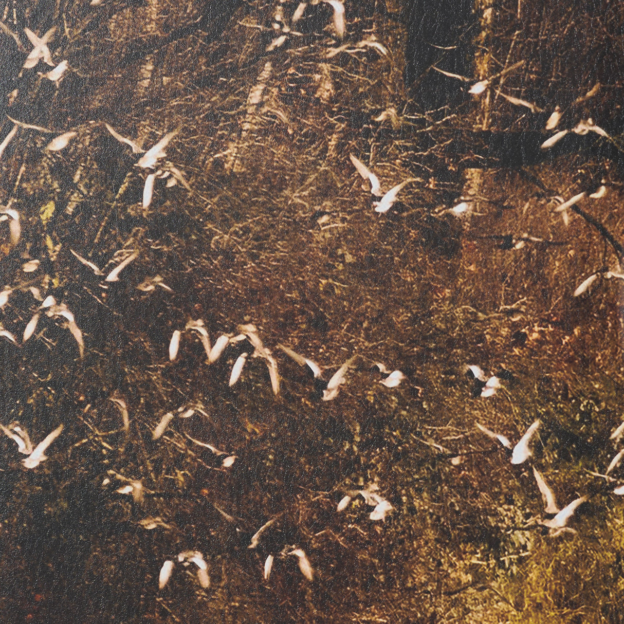 Gilded Flight by Chad Mackay Textured Framed Photo Print Matted under Glass (Set of 2) from Mercana - Luna Furniture