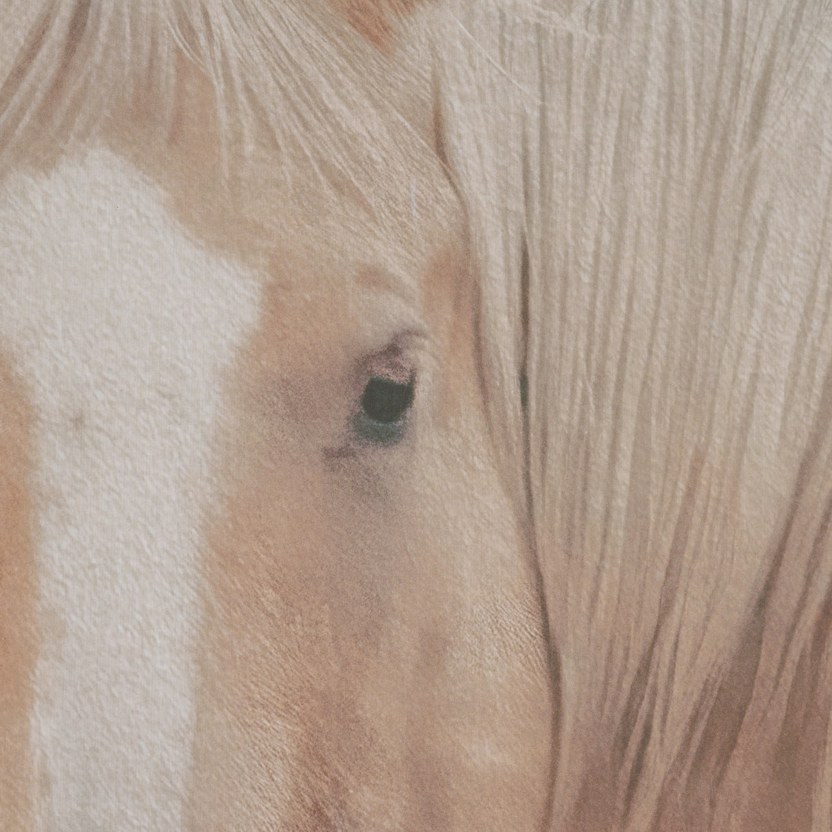 Looking Back by Nathan Larson FramedPhoto Print Matted Under Glass from Mercana - Luna Furniture