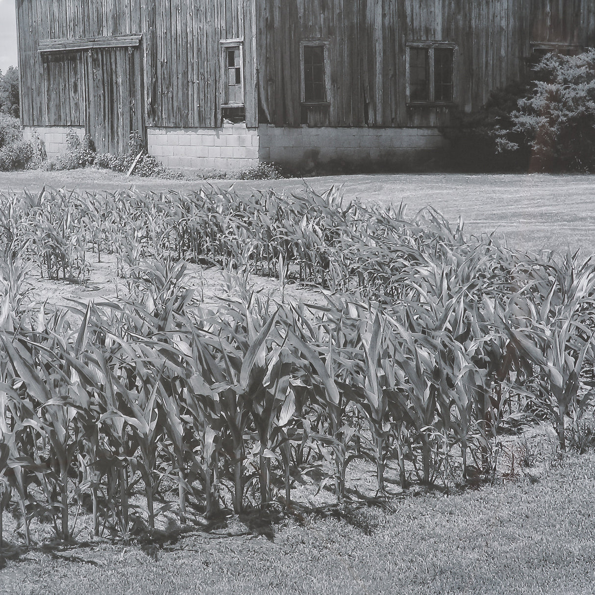 Farm Serenity II by Leda Robertson Textured FramedPhoto Print Matted under Glass from Mercana - Luna Furniture