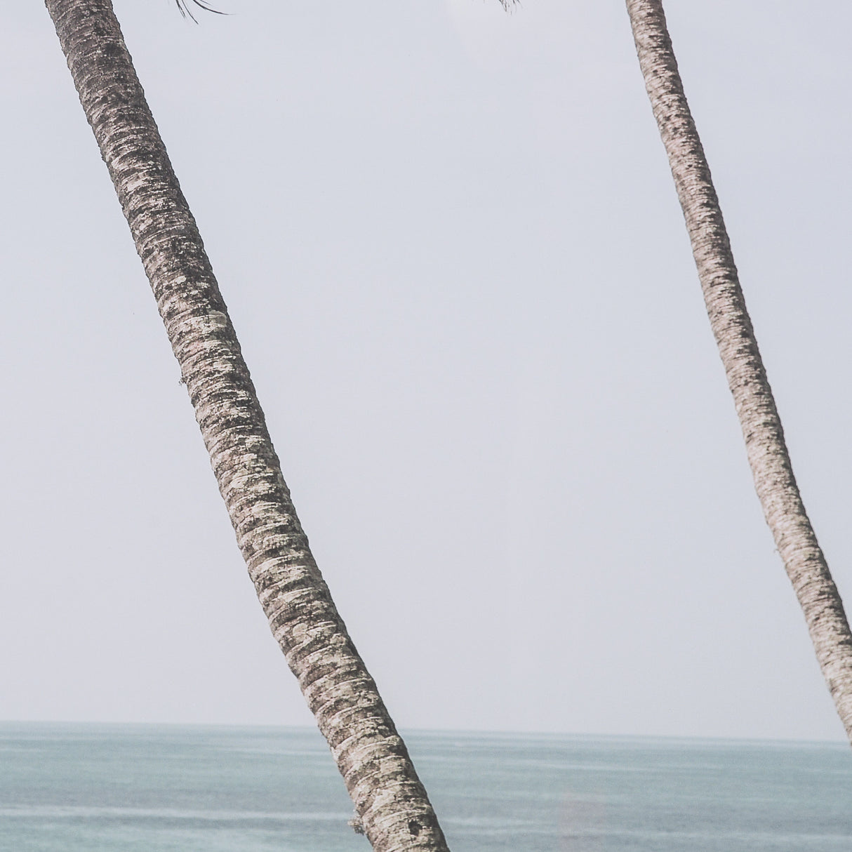 Ocean Breeze Palms by Shot By Clint Framed Photo Print Matted under Glass from Mercana - Luna Furniture