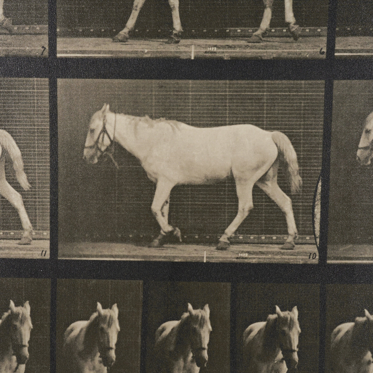 Walking Free by Eadweard Muybridge Textured Framed CanvasPhoto Print from Mercana - Luna Furniture