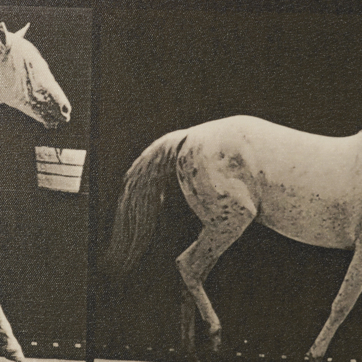 Walking Tall by Eadweard Muybridge Textured Framed CanvasPhoto Print from Mercana - Luna Furniture