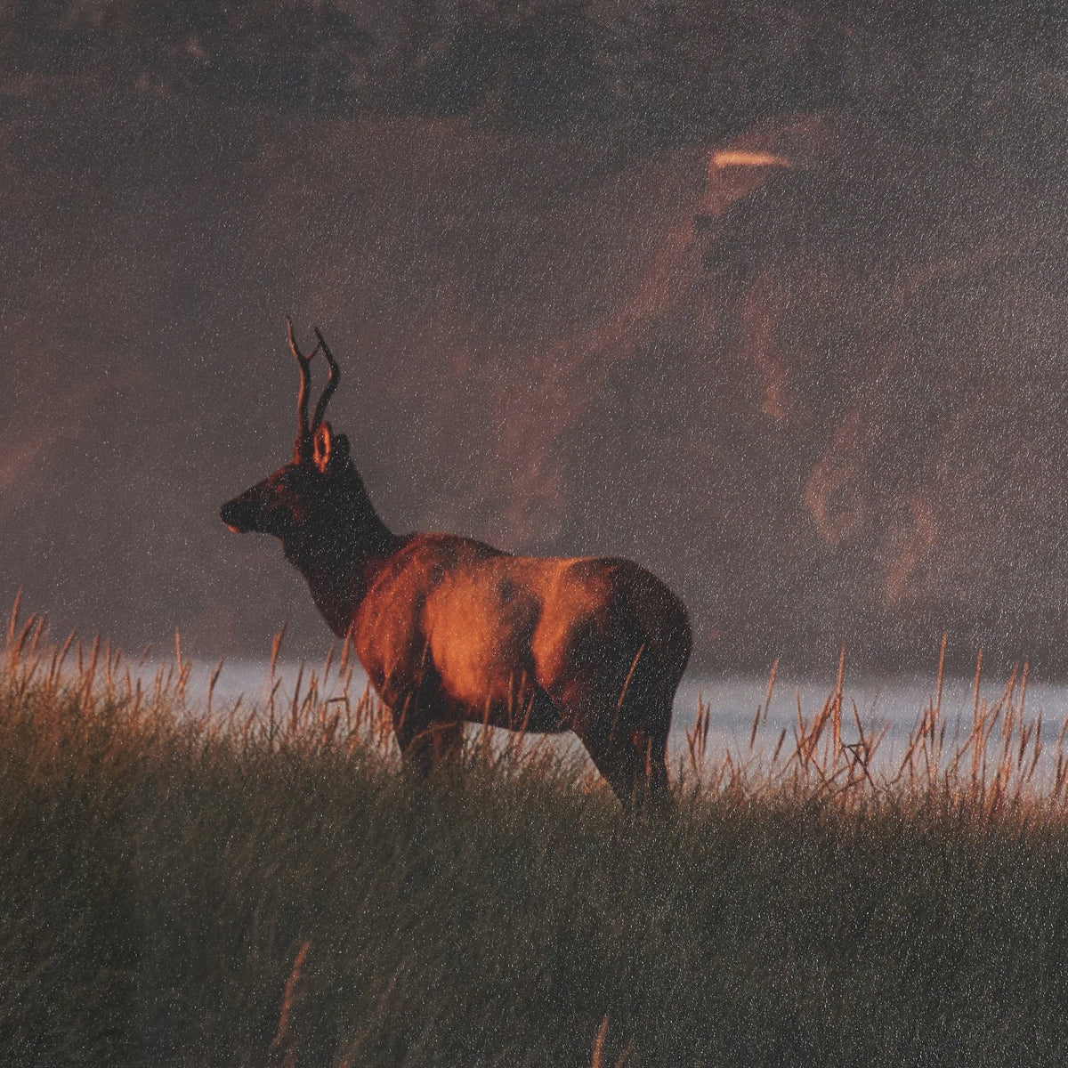 Elk by Stefan and Audrey Textured Framed Photo Print Matted under Glass