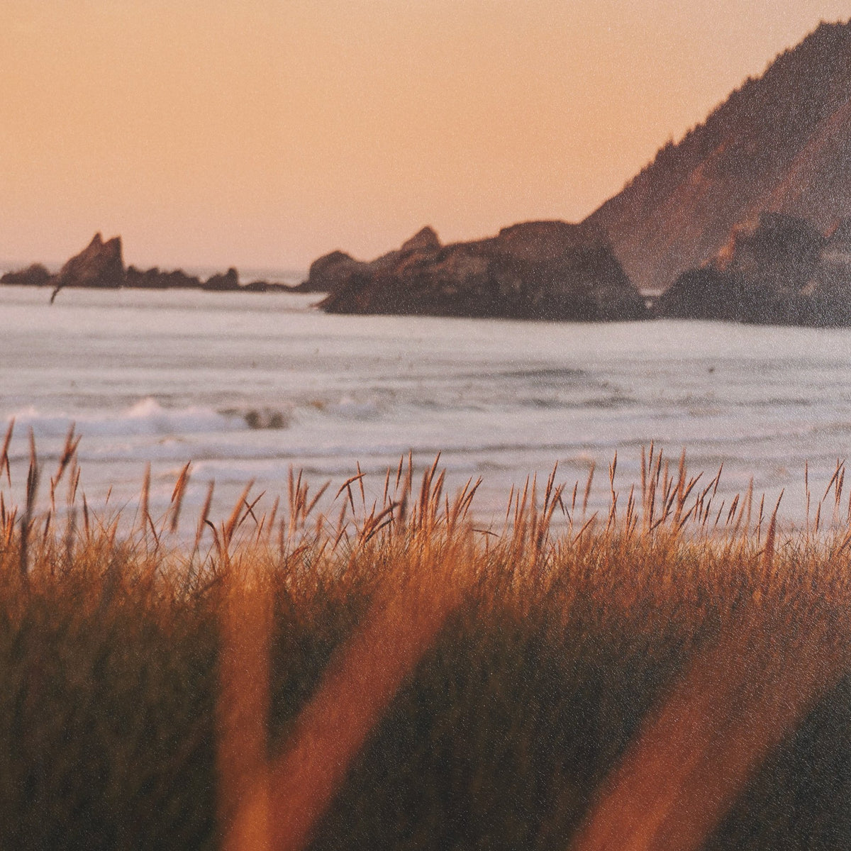 Cannon Beach Elk by Stefan and Audrey Textured Framed Photo Print Matted under Glass