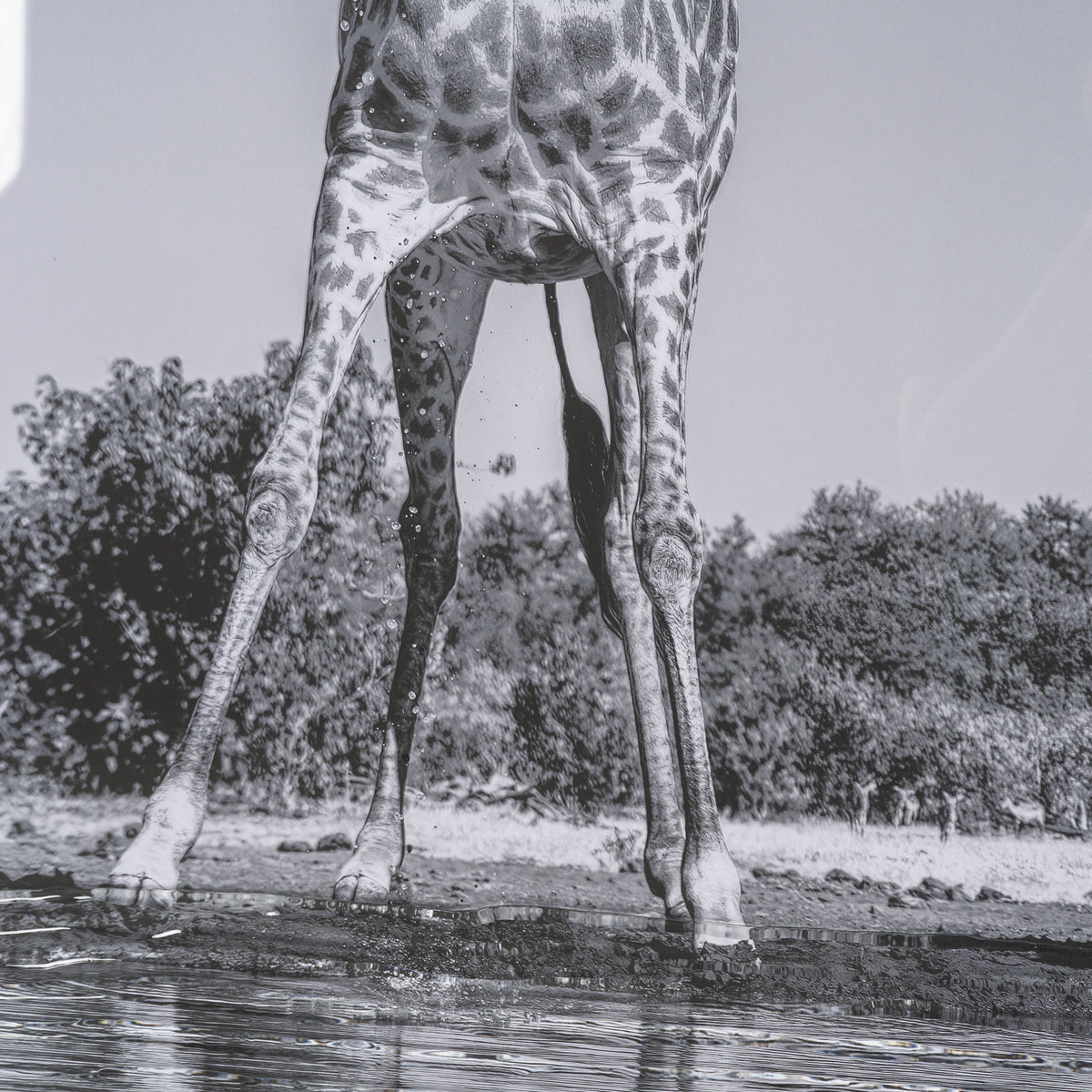 Thirsty Savanna Giraffes(Set of 2) by Jun Zuo Hand-Embellished Framed Photo Print Matted under Glass from Mercana - Luna Furniture