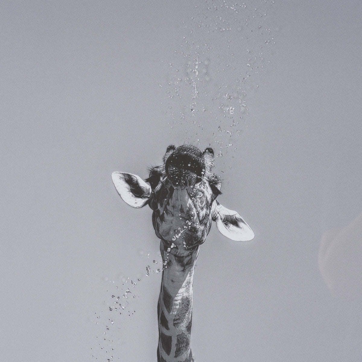 Thirsty Savanna Giraffes(Set of 2) by Jun Zuo Hand-Embellished Framed Photo Print Matted under Glass from Mercana - Luna Furniture