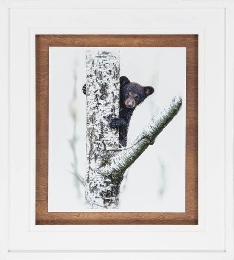 Bears at Play V by PHBurchett a Framed Photo Art Print Matted under Glass from Mercana - Luna Furniture