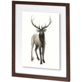 Majestic Wildlife II by Grace Popp a Framed Art Print Matted under Glass from Mercana - Luna Furniture