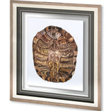 Tortoise Shell Detail I by Naomi McCavitt a Framed Art Print Matted under Glass from Mercana - Luna Furniture
