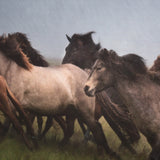 Custom Icelandic Horses XIII (MC) by PH Burchett Hand Embellished Framed Photo Art Print Matted unde from Mercana - Luna Furniture