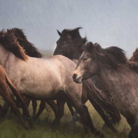 Custom Icelandic Horses XIII (MC) by PH Burchett Hand Embellished Framed Photo Art Print Matted unde from Mercana - Luna Furniture