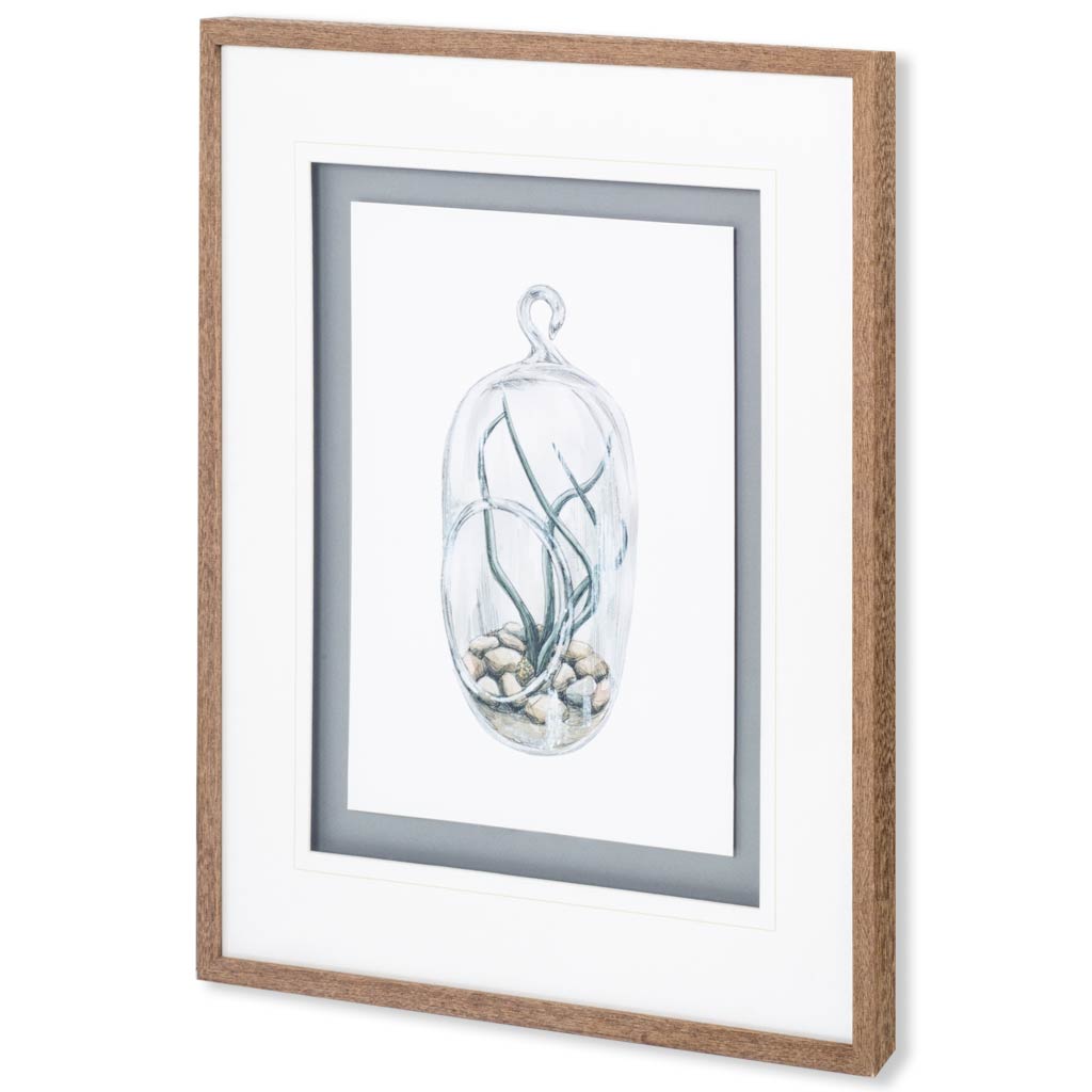Air Plant 1 by Harvey, Brenna a Framed Art Print Matted under Glass from Mercana - Luna Furniture