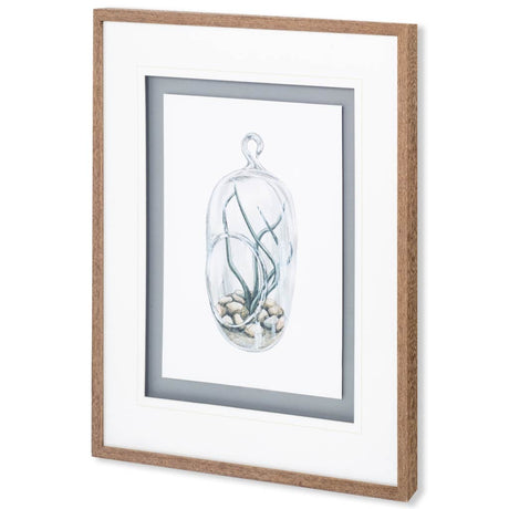 Air Plant 1 by Harvey, Brenna a Framed Art Print Matted under Glass from Mercana - Luna Furniture