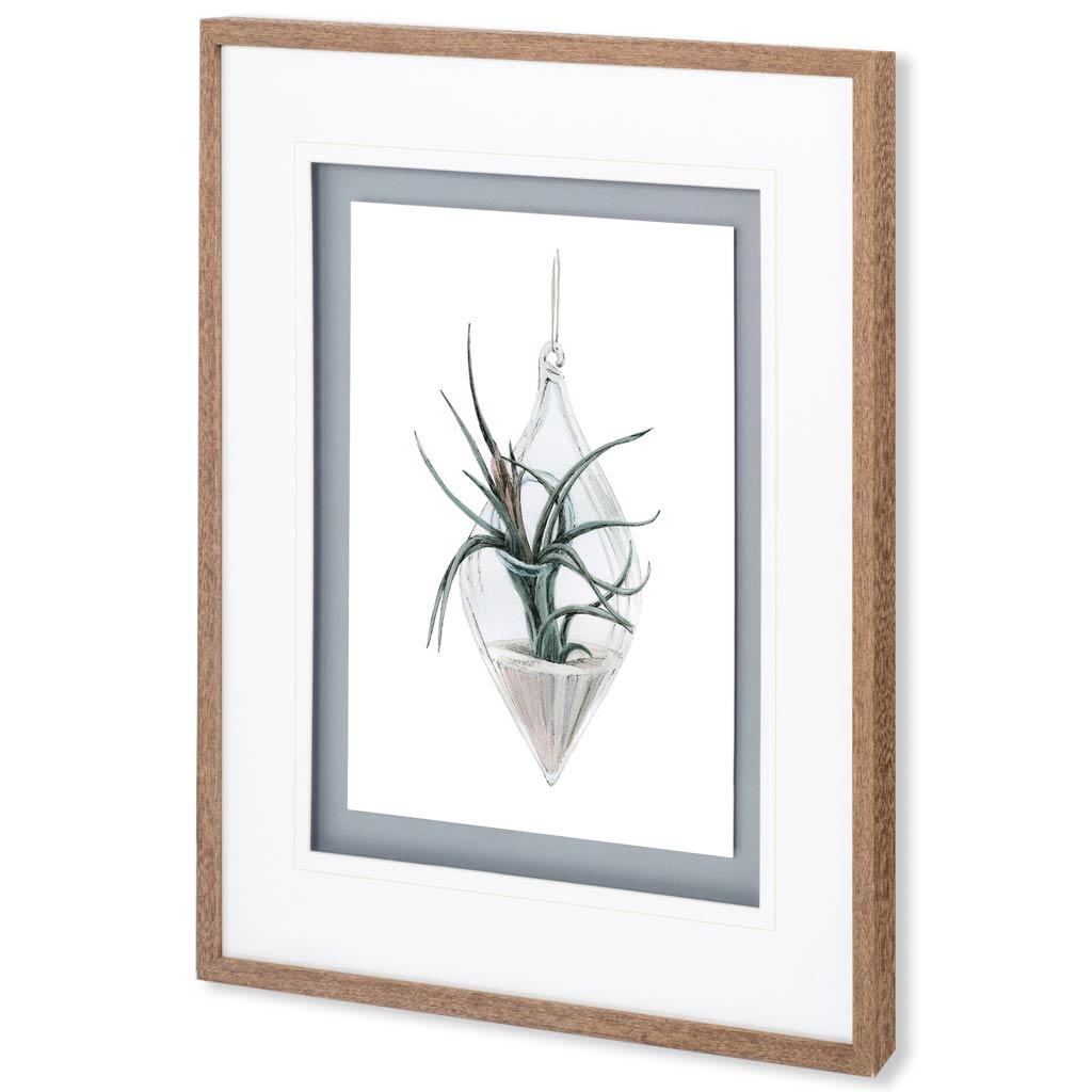 Air Plant 2 by Harvey, Brenna a Framed Art Print Matted under Glass from Mercana - Luna Furniture