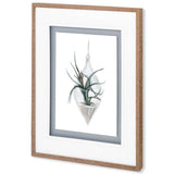 Air Plant 2 by Harvey, Brenna a Framed Art Print Matted under Glass from Mercana - Luna Furniture