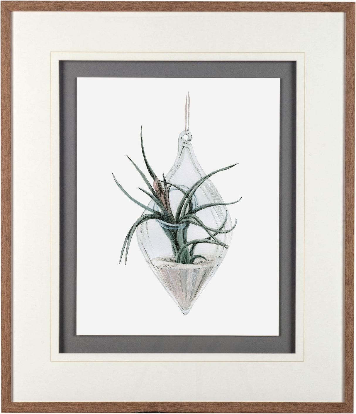 Air Plant 2 by Harvey, Brenna a Framed Art Print Matted under Glass from Mercana - Luna Furniture