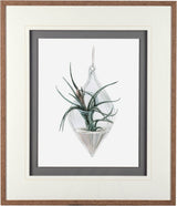 Air Plant 2 by Harvey, Brenna a Framed Art Print Matted under Glass from Mercana - Luna Furniture