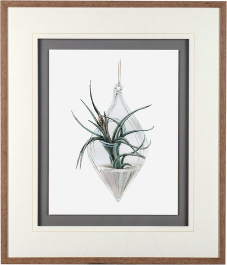 Air Plant 2 by Harvey, Brenna a Framed Art Print Matted under Glass from Mercana - Luna Furniture